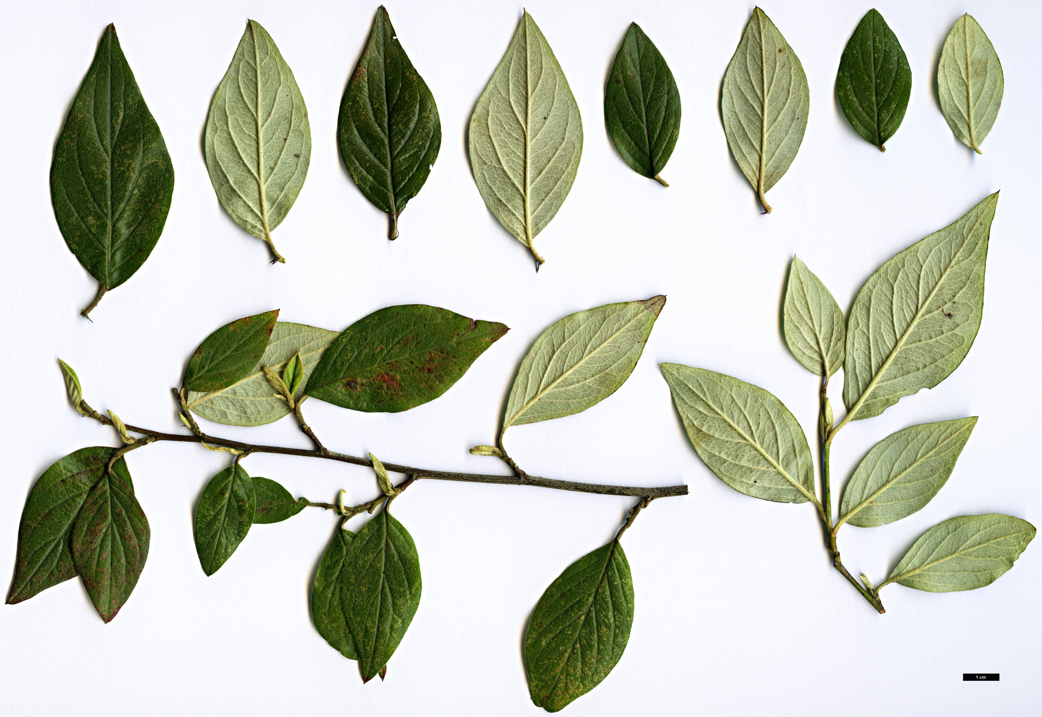 High resolution image: Family: Rosaceae - Genus: Cotoneaster - Taxon: mairei